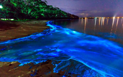 The Fascinating World of Bioluminescence